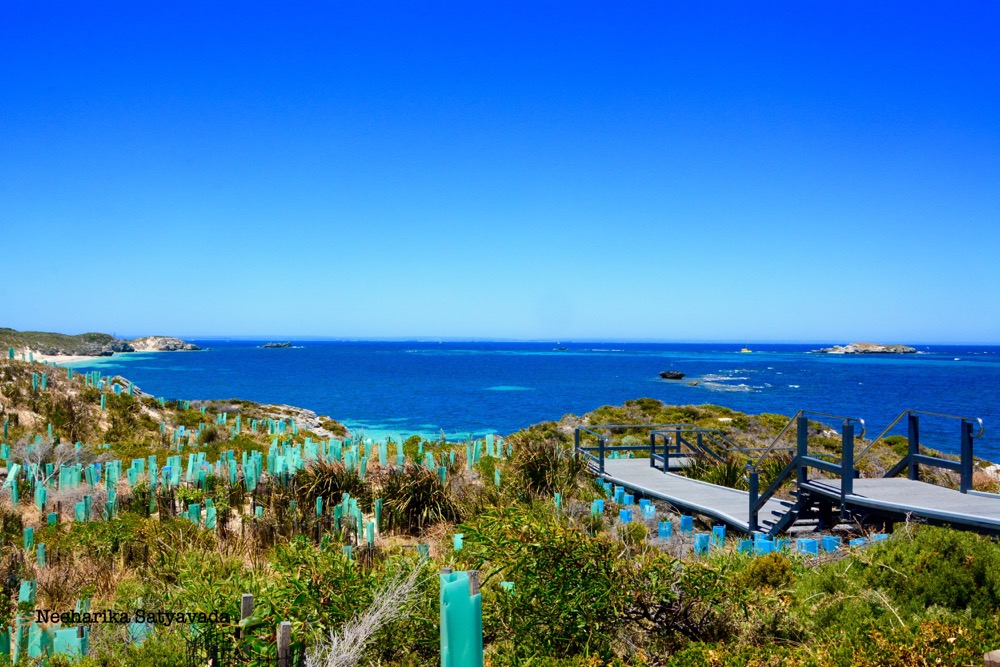 rottnest island_perth_australia