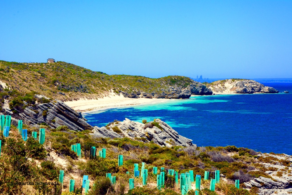 rottnest island_perth_australia
