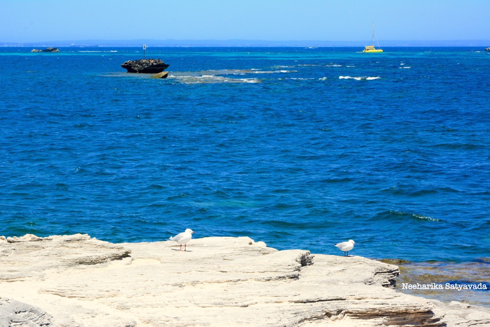 rottnest island_perth_australia
