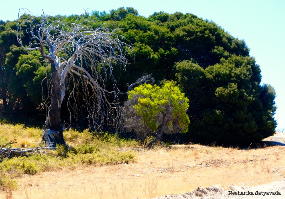 rottnest island_perth_australia