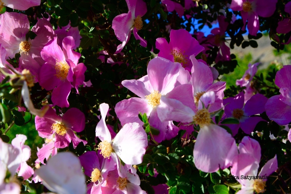 DSC_0881.jpg