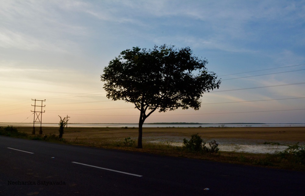Pulicat Lake_Flamingos Andhra