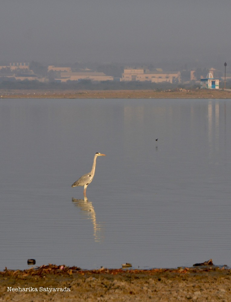Fox Sagar_Hyderabad Lakes