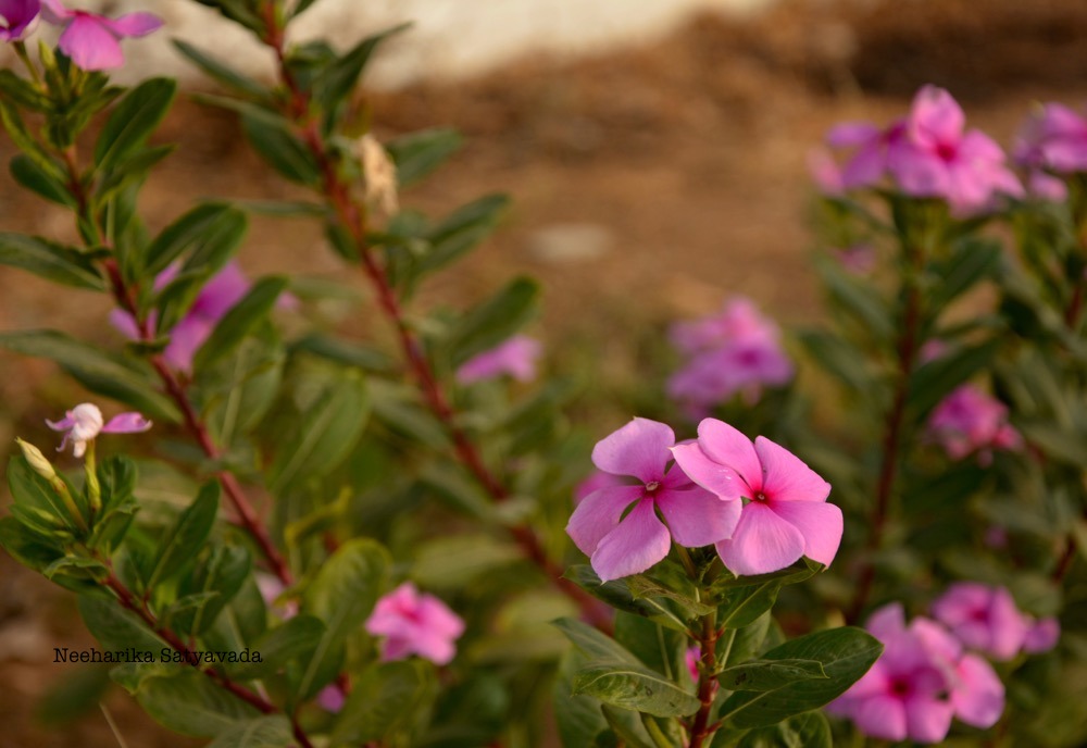 Travel Blog_Hyderabad_Photographer
