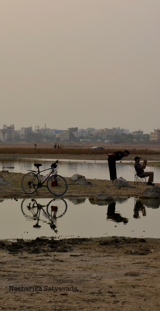 Flamingoes_Ameenpur Lake_Hyderabad