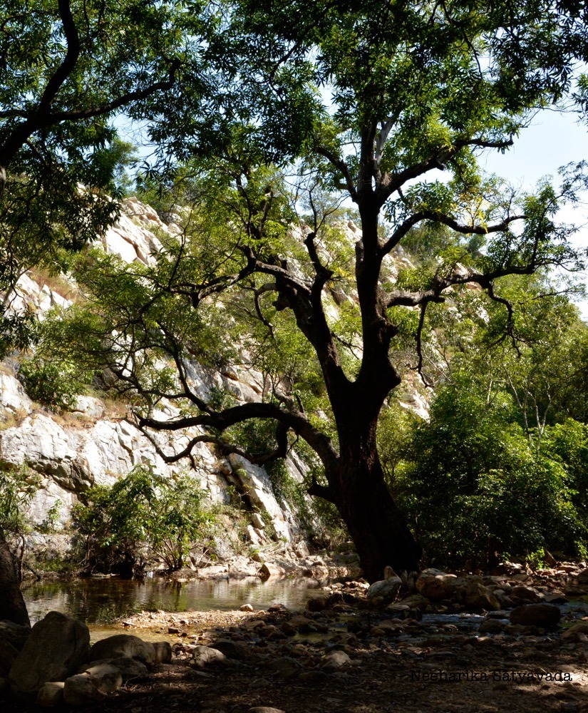 Ubbalamadugu Waterfalls_Tada Falls