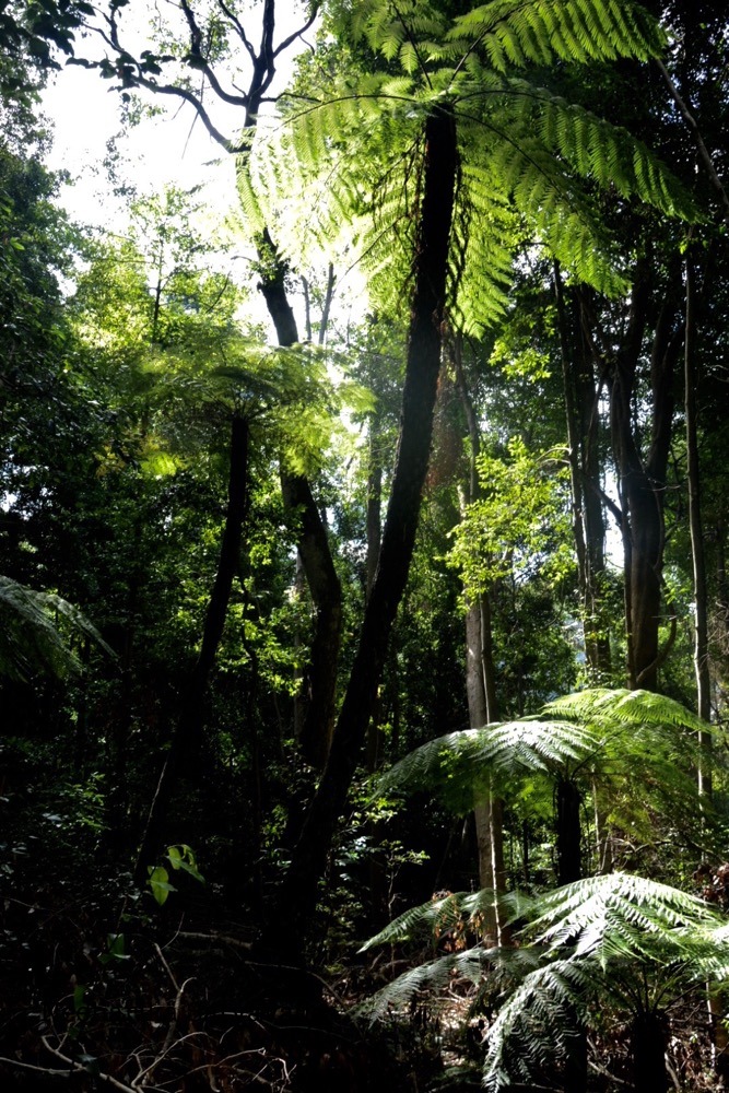 Blue Mountains_Australia_Travel Photos