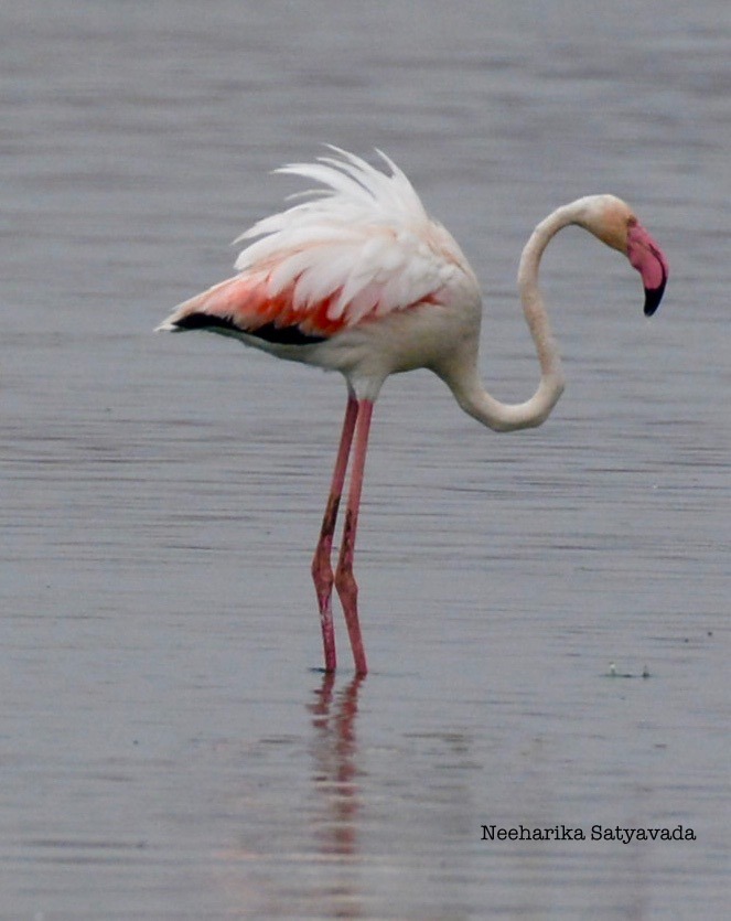Flamingoes_Ameenpur Lake_Hyderabad