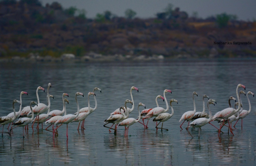 Flamingoes_Ameenpur Lake_Hyderabad