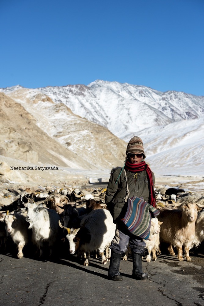 a-changpa-kid-with-his-sheep