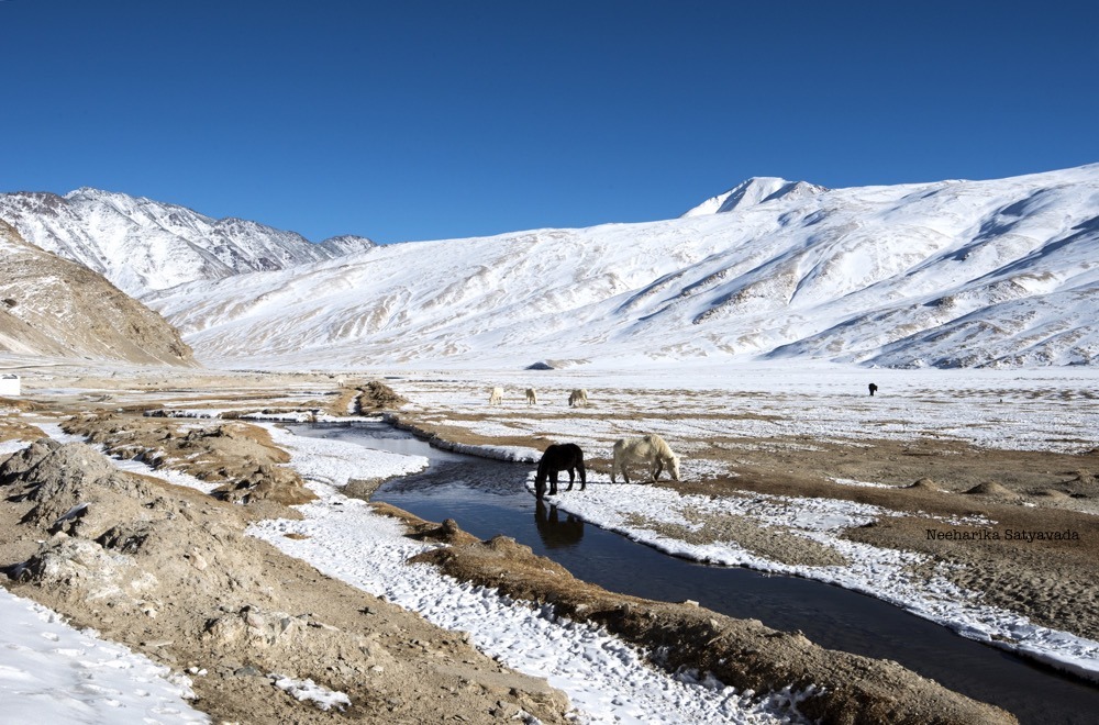 ice-fields-of-puga