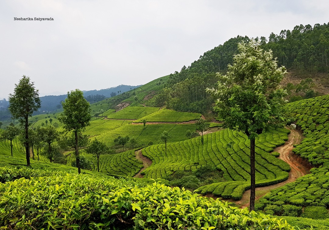 17 Places to Visit in Kerala for the perfect holiday