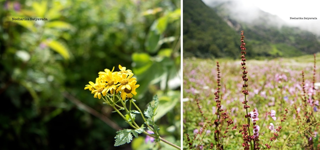 valley of flowers_11.jpg