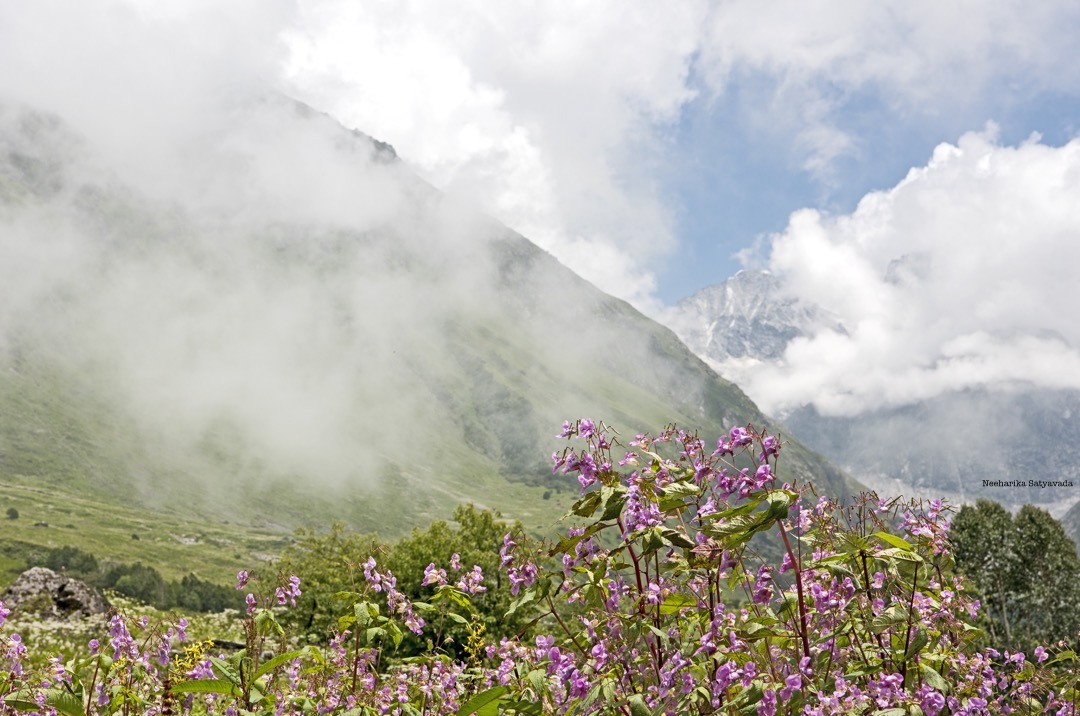 valley of flowers_5.jpg